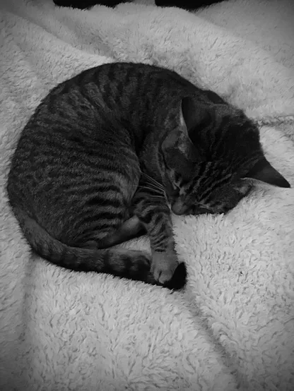 Black and white picture of my cat sleeping on her white fleece blanket