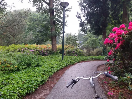 Photo of a park with a narrow asphalt road. It is daytime but overcast and rainy. Left and right of the road are plants with blooming flowers. The flowers on the right are a brilliant pink. The steer of my bicycle is visible in frame.