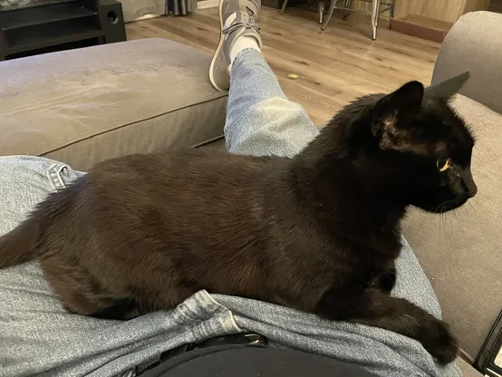 Black cat sitting sideways on my lap