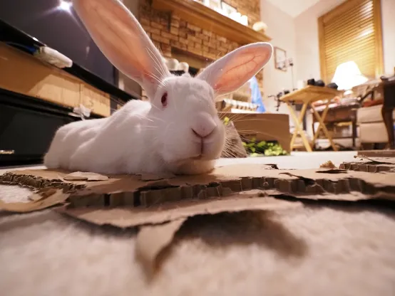 Lena, a medium-sized white house rabbit, lays atop a pile of well-shredded cardboard in a living room.  She is reaching towards the camera with her head, and her ears stick out at right angles from each other.  The viewpoint is dramatized because the photo is taken from very short range with a wide-angle lens, making her nose and ears appear relatively huge.