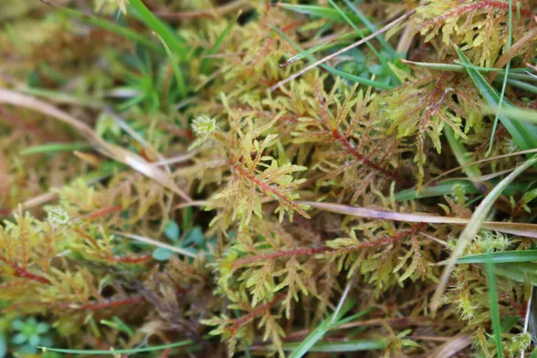 Close view of Hylocomium splendens moss, shaped like fern fronds with red stems and yellow branches.