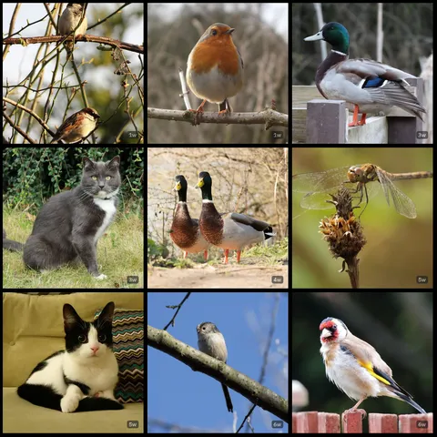 A screenshot from my PixelFed account showing a 3x3 grid of recent wildlife photography posts. There's a few birds and ducks, a dragonfly and a couple of cute cat photos.
