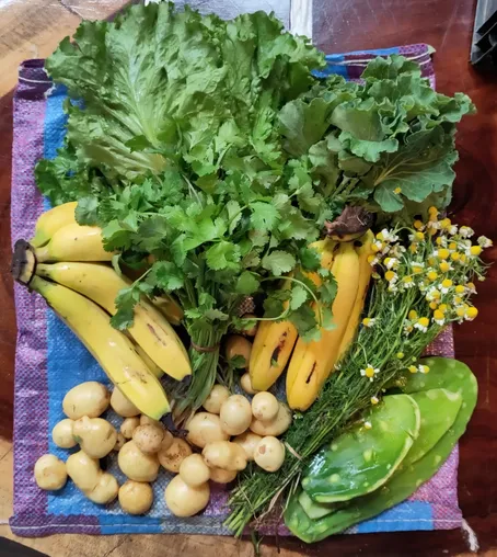 A collection of veggies on a table, including bananas, coriander, baby potatoes, chamomile, lettuce, and nopal