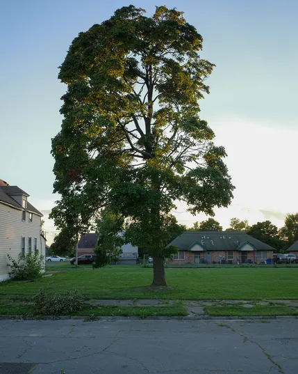 Color photograph of a tree in an empty grass lot lit by low golden evening sun 