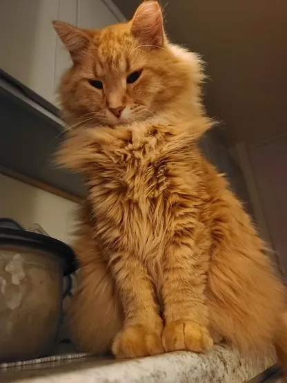 A gorgeous fluffy orange cat atop a kitchen counter. His mane poofs out, and his eyes, deep and black, peer down lovingly at the camera-holder.