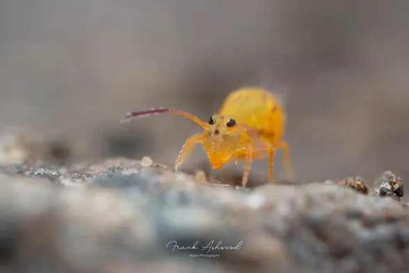 A photograph of a yellow springtail standing on a stone surface, looking towards the camera.