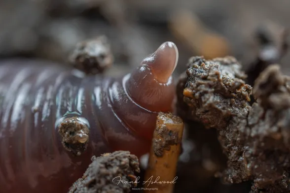 A photograph of an earthworm's head poking up out of the soil surface.