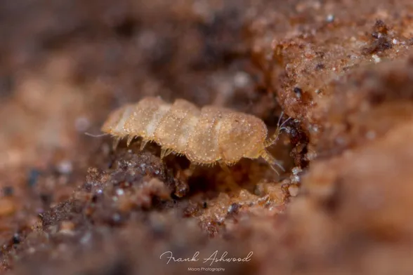 A photograph of a pauropod - a tiny relative of millipedes. The pauropod is walking on the surface of the soil and feeling around with it's strange, branching antennae.