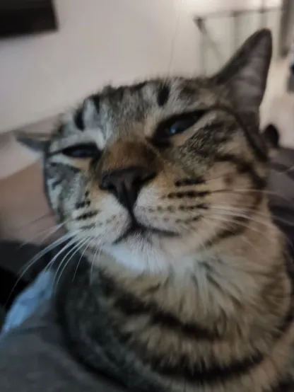 Alt text: A close-up of a cat's face, appearing slightly blurry, with a focused expression. The cat has distinctive tabby markings and is looking directly at the camera with its eyes slightly narrowed.