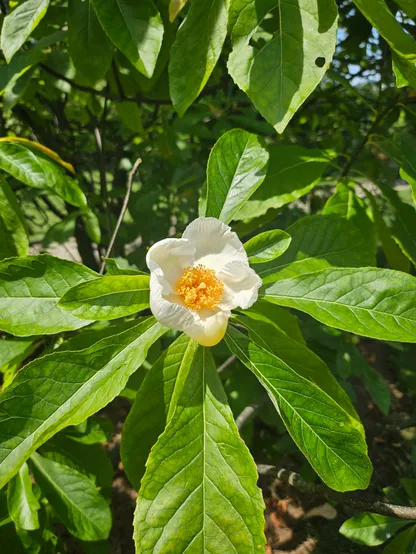 A picture of a white flower of the Franklin tree at Bartram's Garden in bloom.