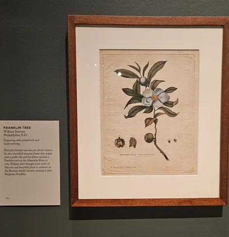 A picture of William Bartram's botanical sketch of the Franklin tree, on display at the American Philosophical Society in Old City.