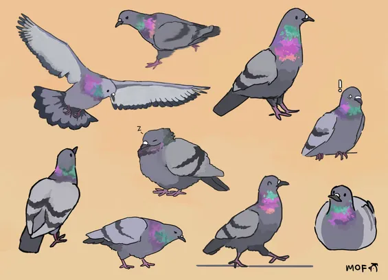 various rock pigeons i drew