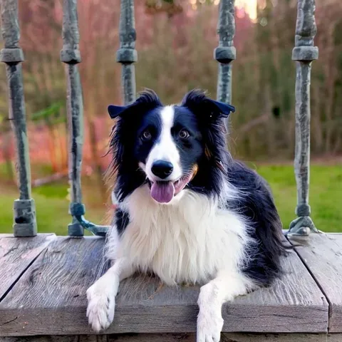 Older happy talking border collie on sunset porch - Alone
Stable Diffusion (15 Feb 23)