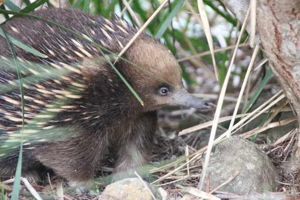 A close up photo of a short beaked echidna as it waddles through the underbrush