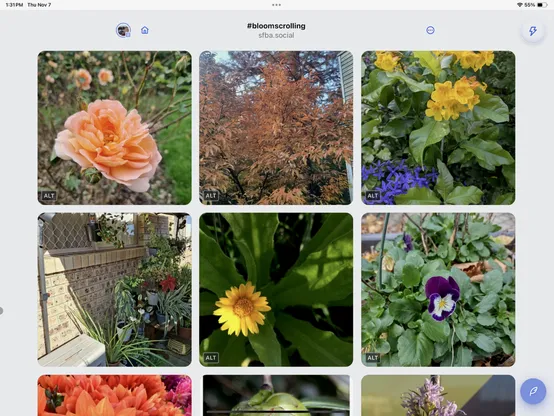 A grid showing different kinds of colorful flowers. Along the top of the frame is an icon for my Mastodon account, a Home icon, the text for the bloomscrolling hashtag and the SFBA.social instance. On the far right is a lightning bolt icon designating “shortcuts.” In the bottom right is a quill icon to write a post.