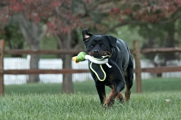 A Rottweiler dog trots across a lawn, she has a duck toy in her mouth, one eat is flopped up and the other down.