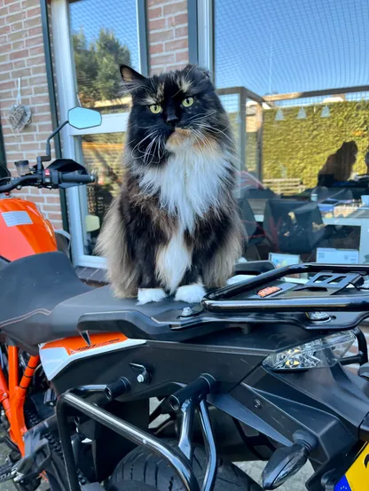 Cat on a motorcycle