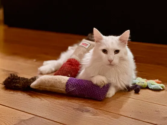 Cat on the floor with some toys