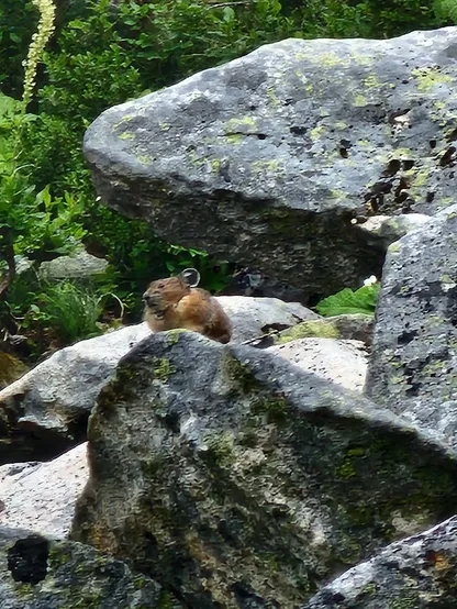 An American Pika (small animal that looks like a brown rabbit with round ears) perched upon mossy rocks.