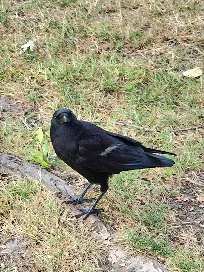 An American crow standing on a tree root in the grass. The crow is looking expectantly at the photographer.