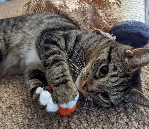 Closeup of a cat with his front paws curled around a crocheted pumpkin cat toy. The cat is adorable with large eyes. His fur is darkly striped but he has a white chin, belly, and little "mittens". 