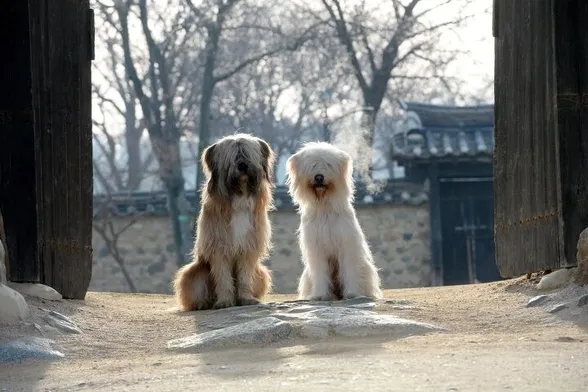Sapsali, an ancient dog- race in Korea, almost extinct in the 1990's .
Saved by geneticist Dr. Ha Ji-hong

 "A dog that chases away evil spirits and misfortune".