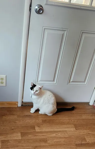 Patches the cat (domestic medium hair, white with black tail and black patch over left half of face) sits at a closed door with an expectant look on her face. She believes she could make it in the outside world. She is wrong. 