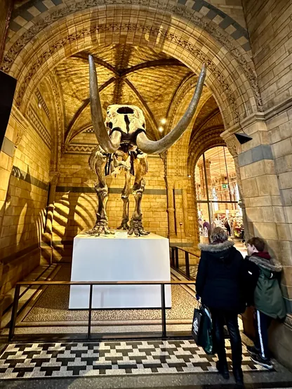 The American Mastodon (Mastodon americanum) on a large plinth in one of the bays in the Central Hall of the Natural History Museum in London. The fossilised skeleton is seen from near face on, with the tusks of the animal curving up and above the viewer. The lighting in the bay causes shadows of the animal's ribcage to be cast onto the back wall and up onto the ribbed, arched ceiling of the bay. The colours of the bay comprise the brighly lit but muted yellows, greys and browns of the terracotta tiling and the black, grey and white of the mosaic floor tiling. A mother and her son are standing to the bottom right of the image, reading the sign for the display, with the Mastodon towering ominously above them.