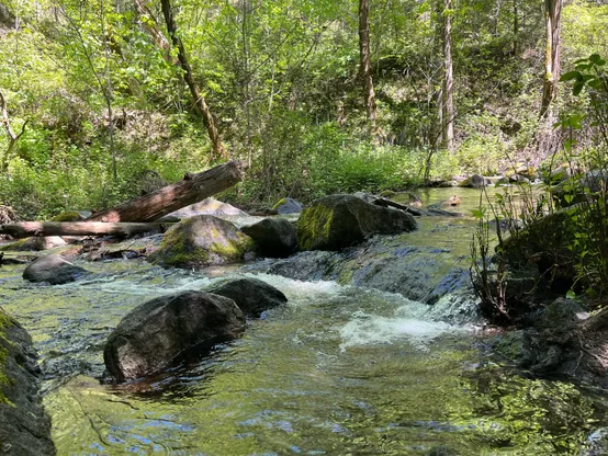 A creek from a Siskiyou mountain flowing and cascading through mossy rocks and fallen trees. The sunlight is dappled and bright limey green vegetation contrasts the darkness of the rocks and shadows 