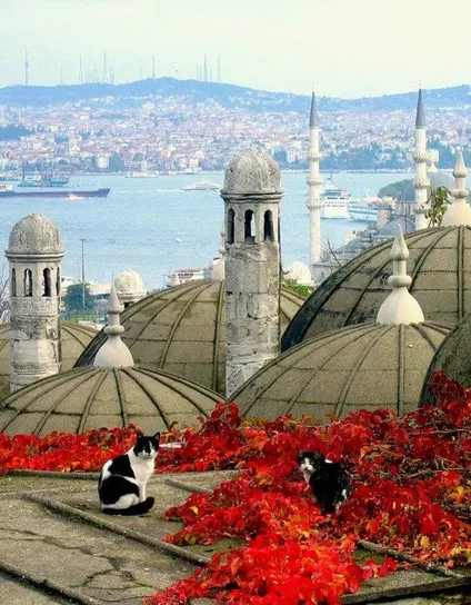 The image features a scenic view of a city with a waterway in the background. In the foreground, there are domed rooftops covered with vibrant red foliage. Two black and white cats are sitting among the leaves. In the distance, several ships are visible on the water, and the cityscape includes numerous buildings and towers.