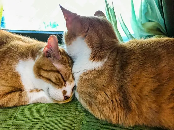 Two cats sitting on the back of a chair next to a window. The cats are both ginger with white markings and their heads are pressed against each other.