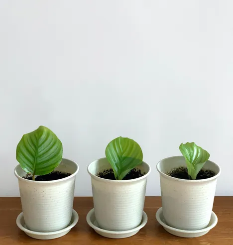 Een tafel met drie potjes met planten van groot naar klein