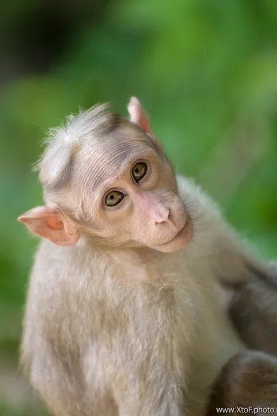 Cute monkey