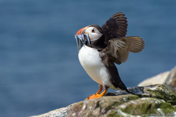 Puffin