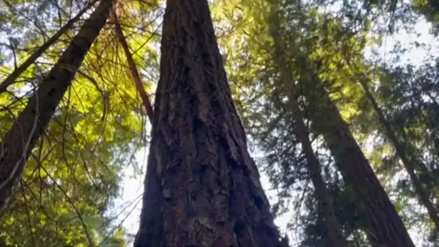 Screenshot from the video: a view up several trees from the ground, showing their majestic size. Sunlight beams through bright green leaves.