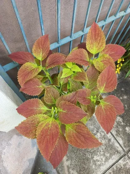 A coleus plant with rust leaves and a touch of chartreuse.