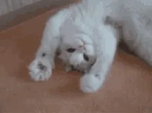 Cute cat laying on its back, upside down, waving its paws as if to say "hello"