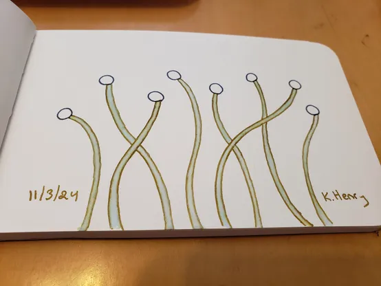 Hand drawn generative/procedural art in ink on an open page of my sketchbook. The abstract pattern looks a bit like skinny fungi or flower stems.