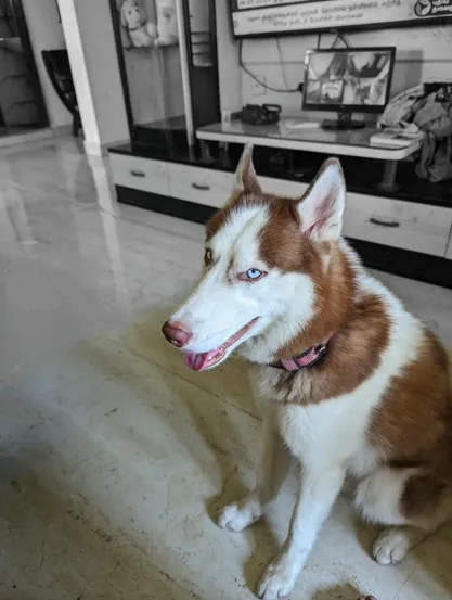 Husky dog sitting on the floor