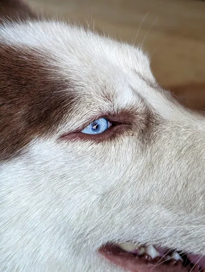 Closeup shot of dog's eye 