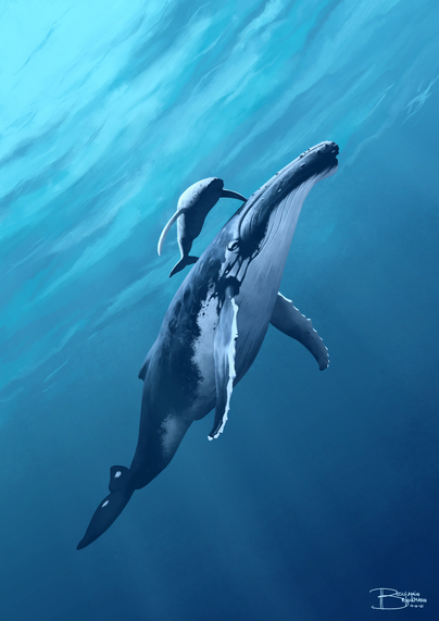 A digital painting of a humpback whale with her cub.