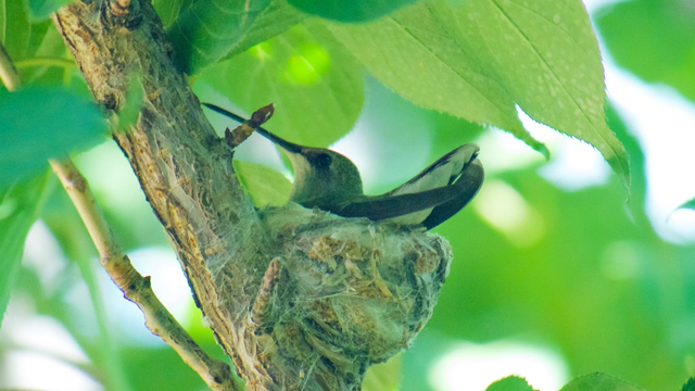 Hummingbird in a nest