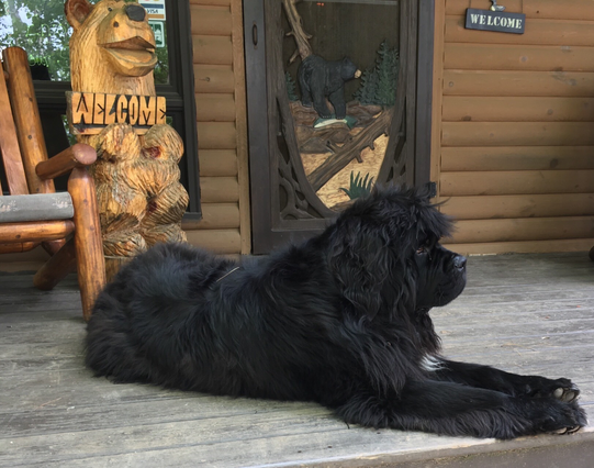 A large black dog laying on a porch.