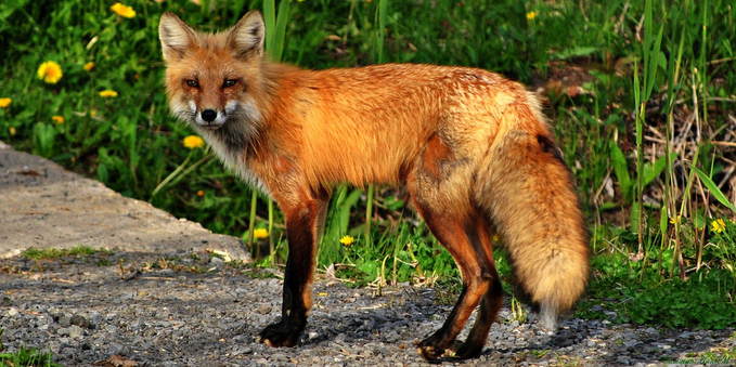 Picture of a Fox