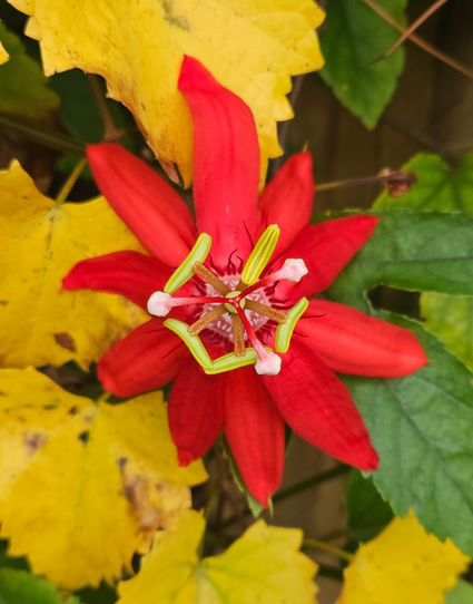 Against colorful autumn leaves a bright Crimson Passion Flower on a vine, growing over an old fence. With 10 slim red petals forming a circle around an unusual center with propeller like growths in yellow.