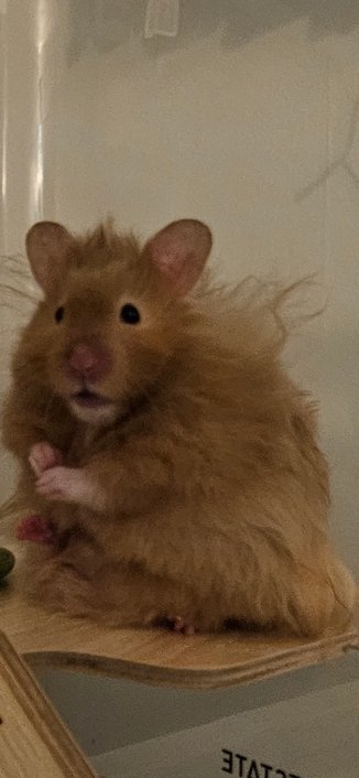 Mr. Peanut Butter is interrupted while grooming his beautiful fur