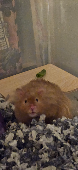 Mr Peanut Butter notices a peeping tom watching him in his sand bath