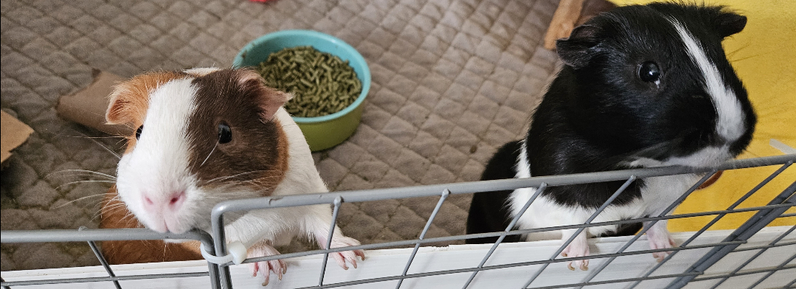 My two hungry children telling me that they haven't been fed in days and are starving to death. (There is a full food bowl behind them.) The one of the left is Coffeecake, and the one on the right is Oreo.