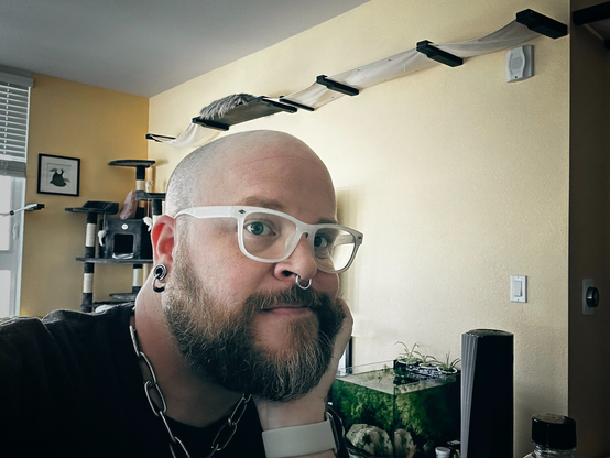 Selfie of me, a bearded white masc person with a shaved bald head wearing glasses, a septum ring and silver and black 00g tunnels in their lobes. My left hand is holding my face up while i smile in a friendly manner at the camera. i am wearing a dark grey shirt with a chain collar around my neck, given to me by my Sir.

Behind me are a number of cat tree and wall run furniture for the enrichment of our cats against a mango yellow wall.