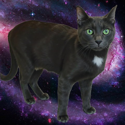 Gray cat in space with purple galaxy background. Licensed CC BY-SA Cherise Labonte